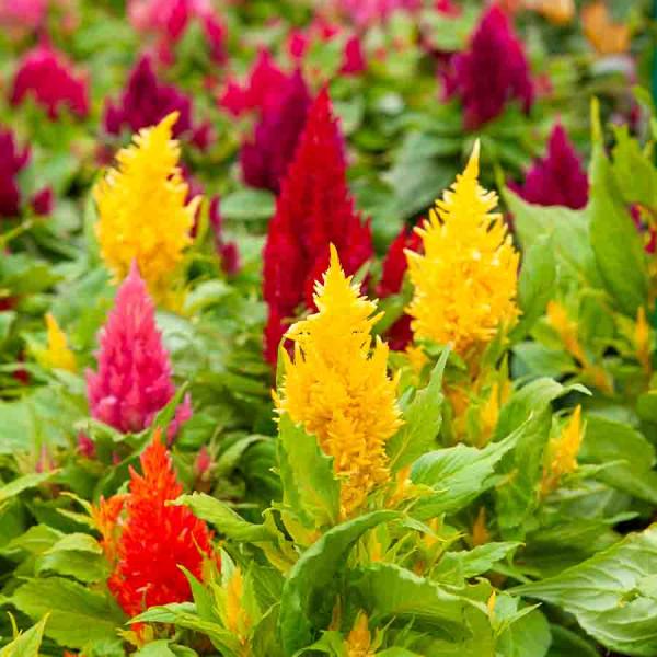 Fleurs - Célosie à Panache Variée - face recto